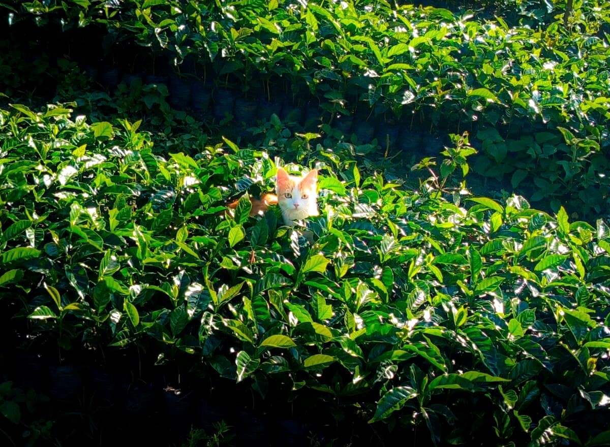 Gato asomándose entre plantas jóvenes de café