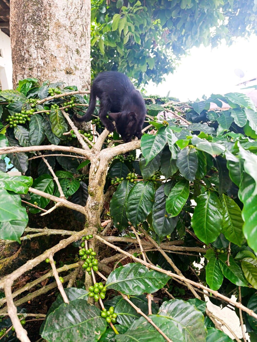 Mono pequeño entre ramas de un cafetal cargado de frutos verdes