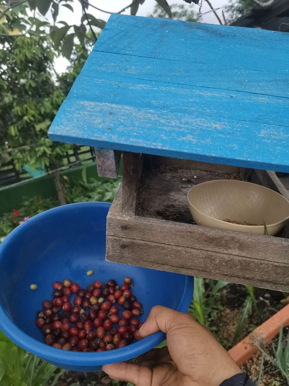 Manos seleccionando cerezas de café durante la cosecha